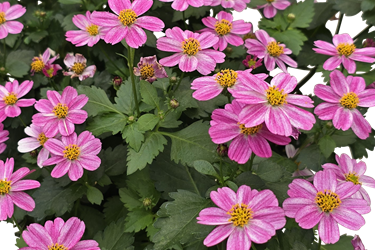 pink thumb.png